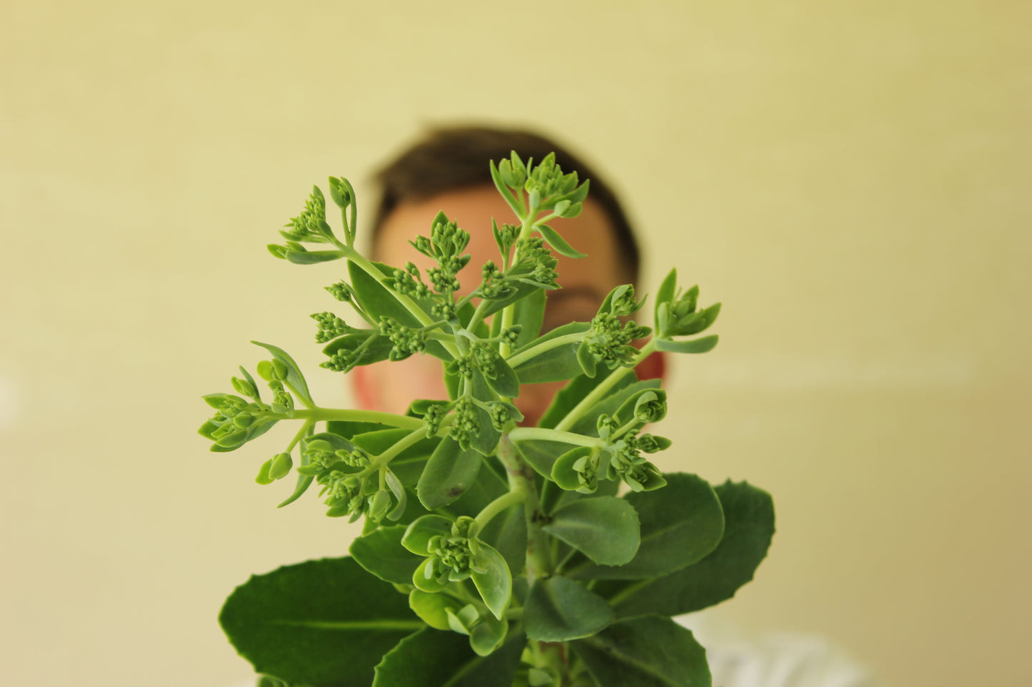 Stonecrop (Sedum)