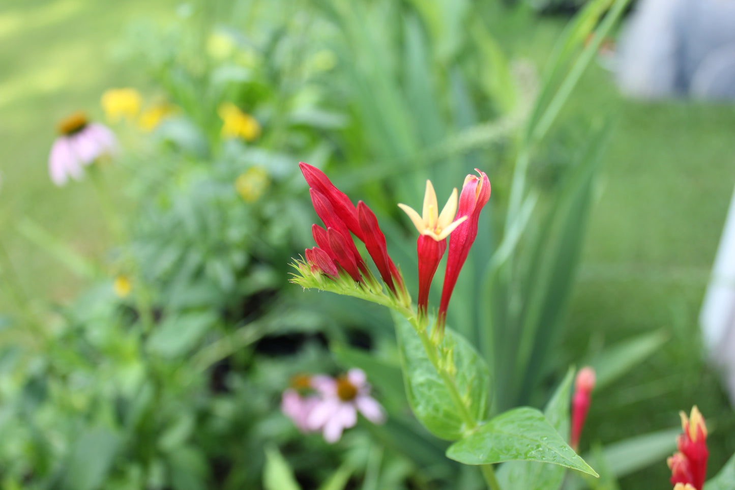 Indian Pink (Spigelia marilandica)