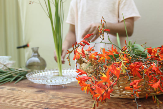 Falling Stars (Crocosmia)