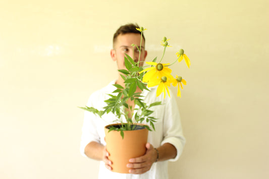 Grey-Headed Coneflower (Ratibida pinnata)