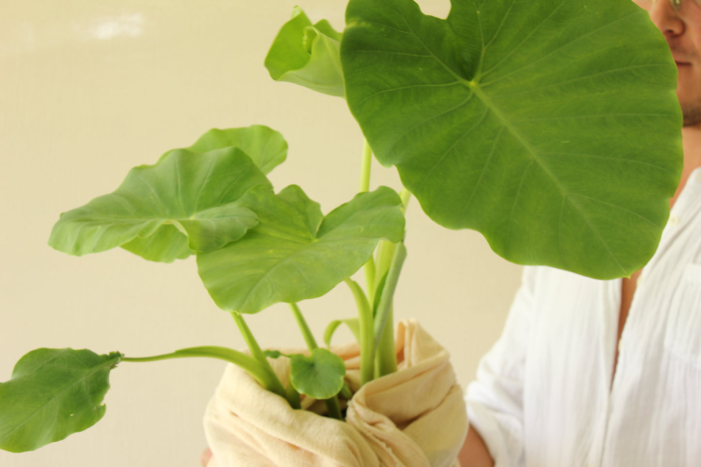 Elephant Ear (Colocasia esculenta)