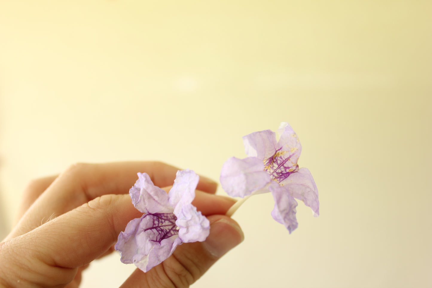 Wild Petunia (Ruellia humilis)