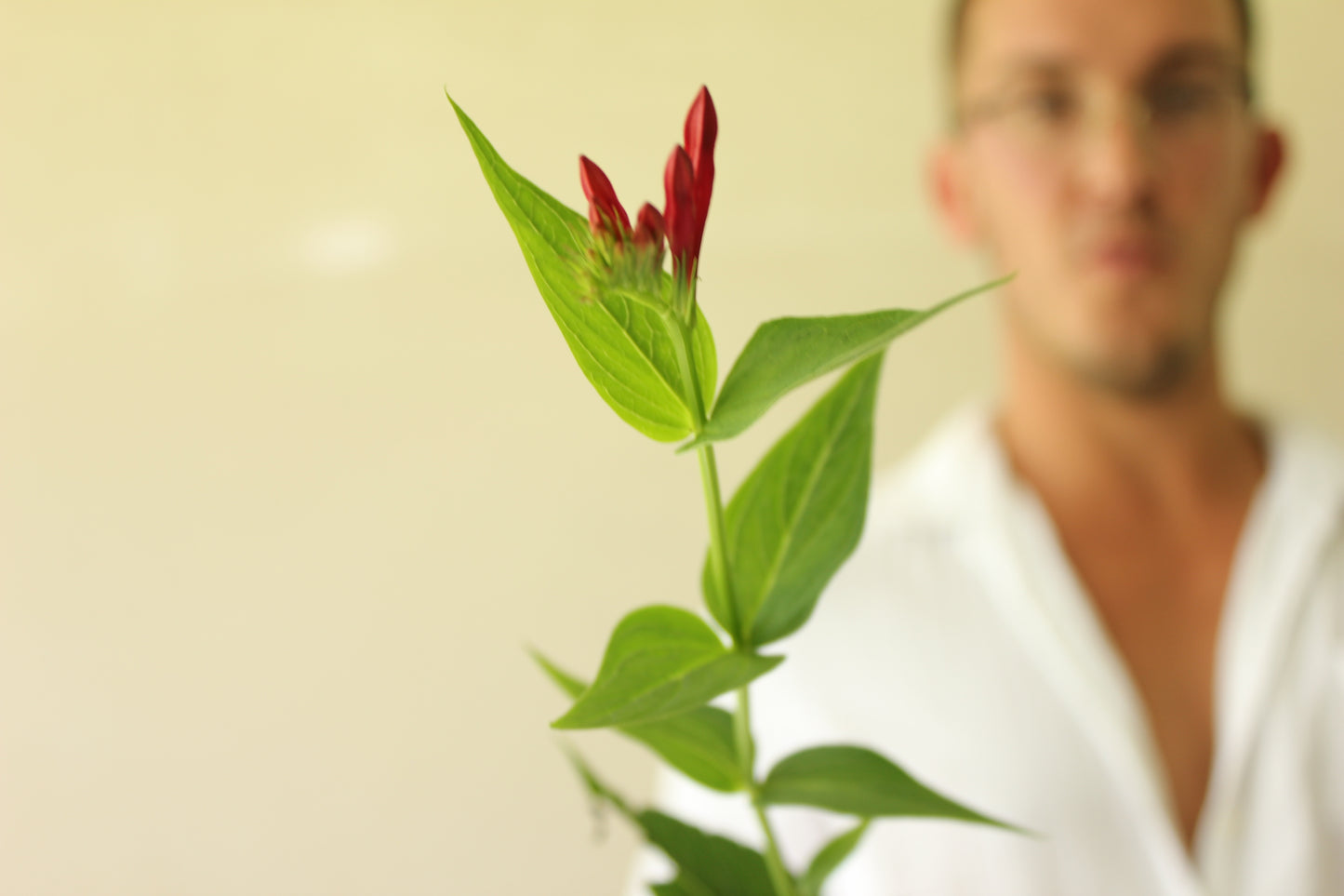 Indian Pink (Spigelia marilandica)