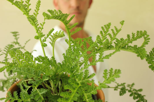 Tansy (Tanacetum vulgare)