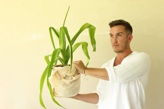 Grand Crinum Lily (Crinum asiaticum)