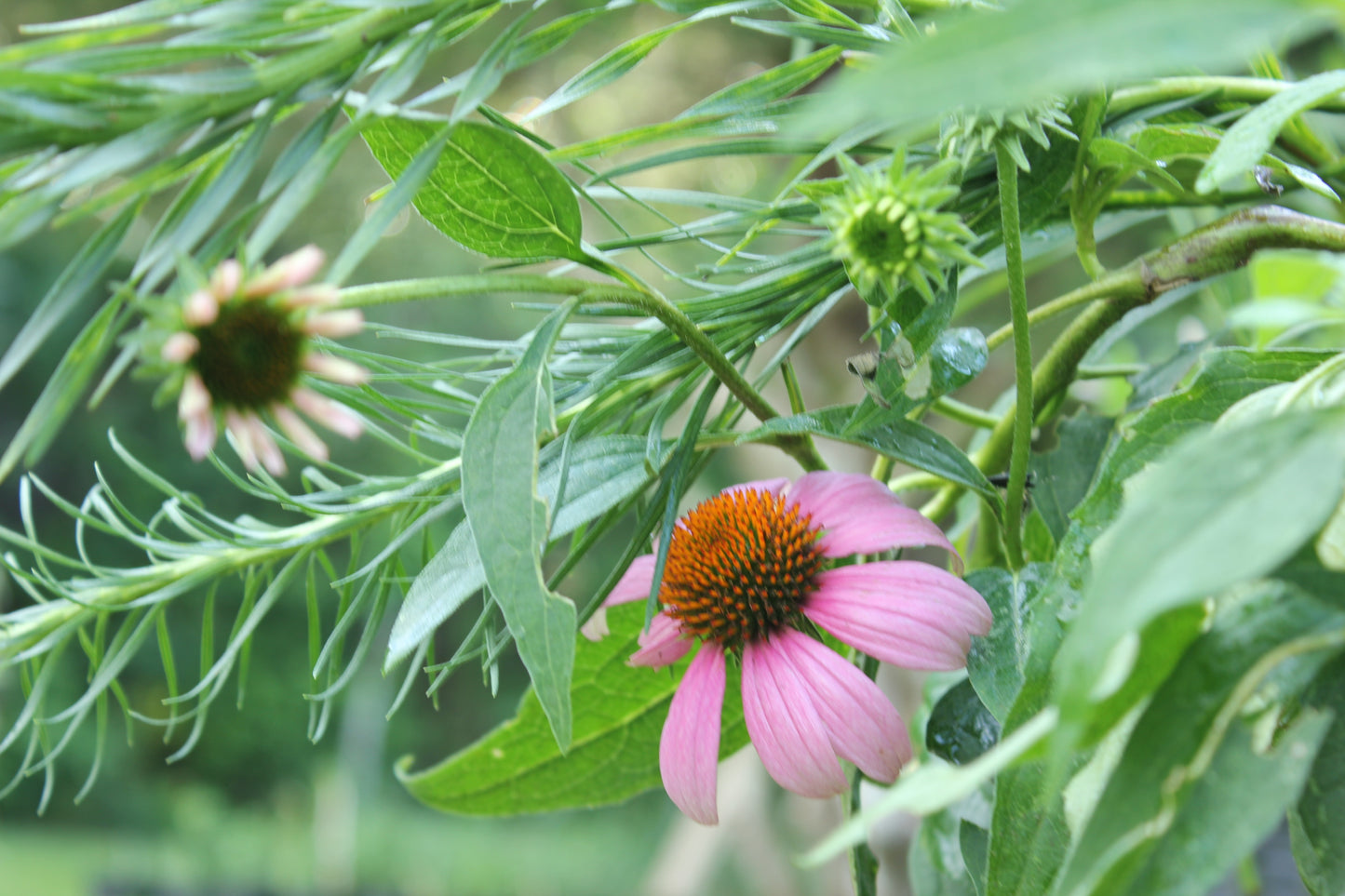 Purple Coneflower (Echinacea purpurea)