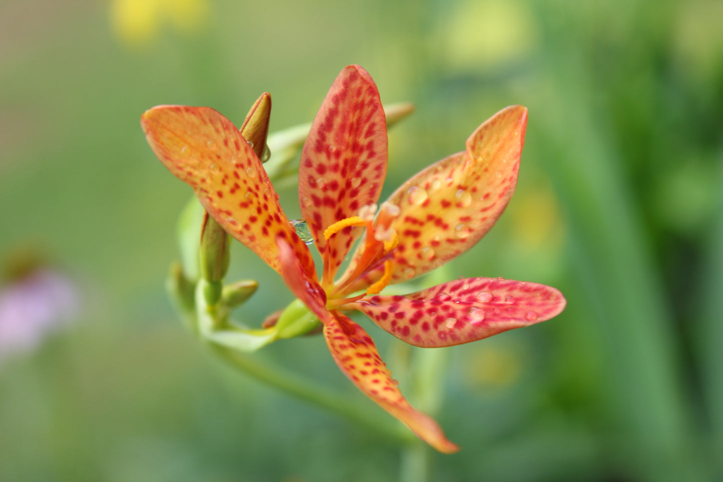 Blackberry Lily (Iris domestica)