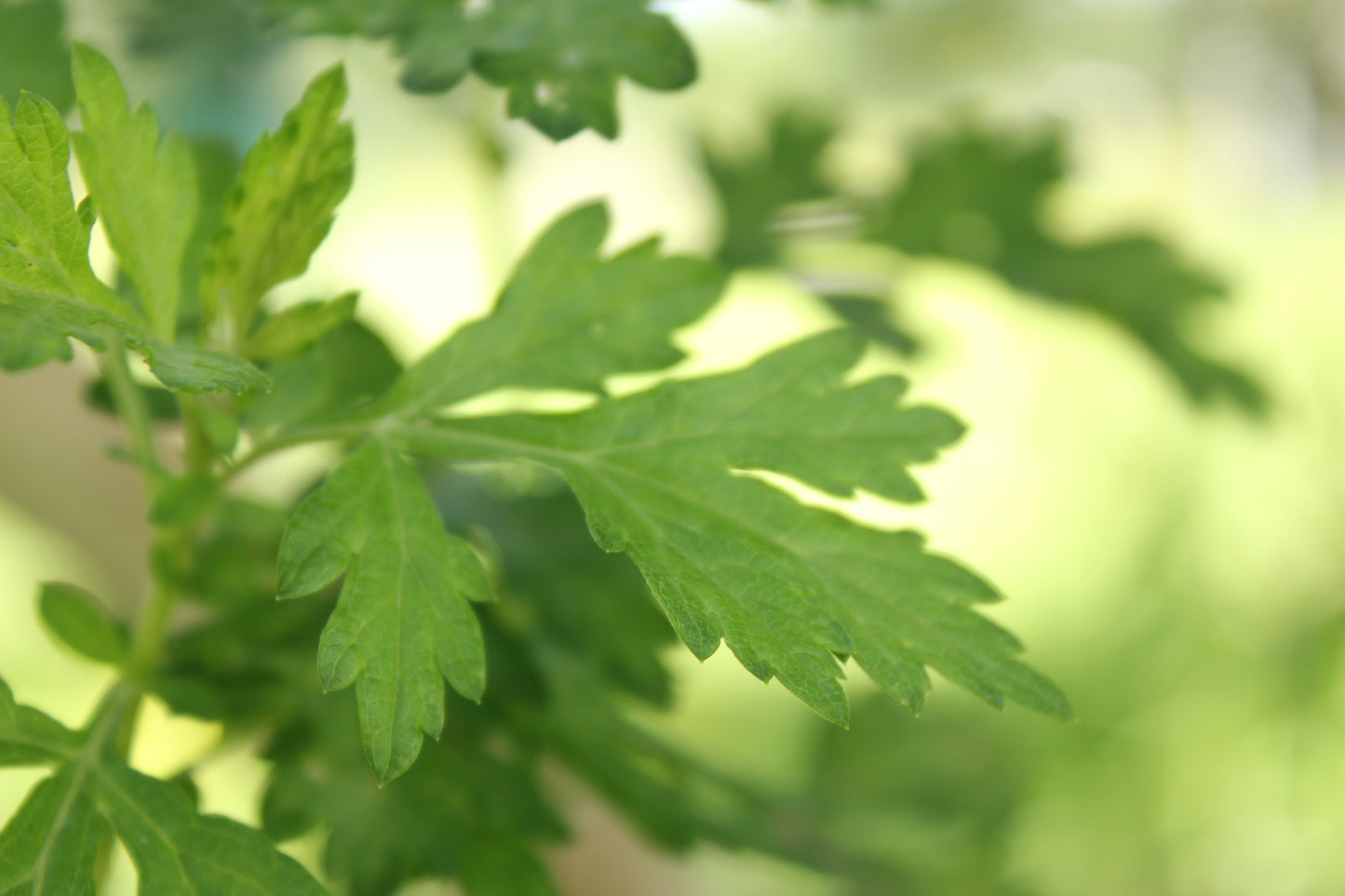 Mugwort (Artemisia vulgaris)