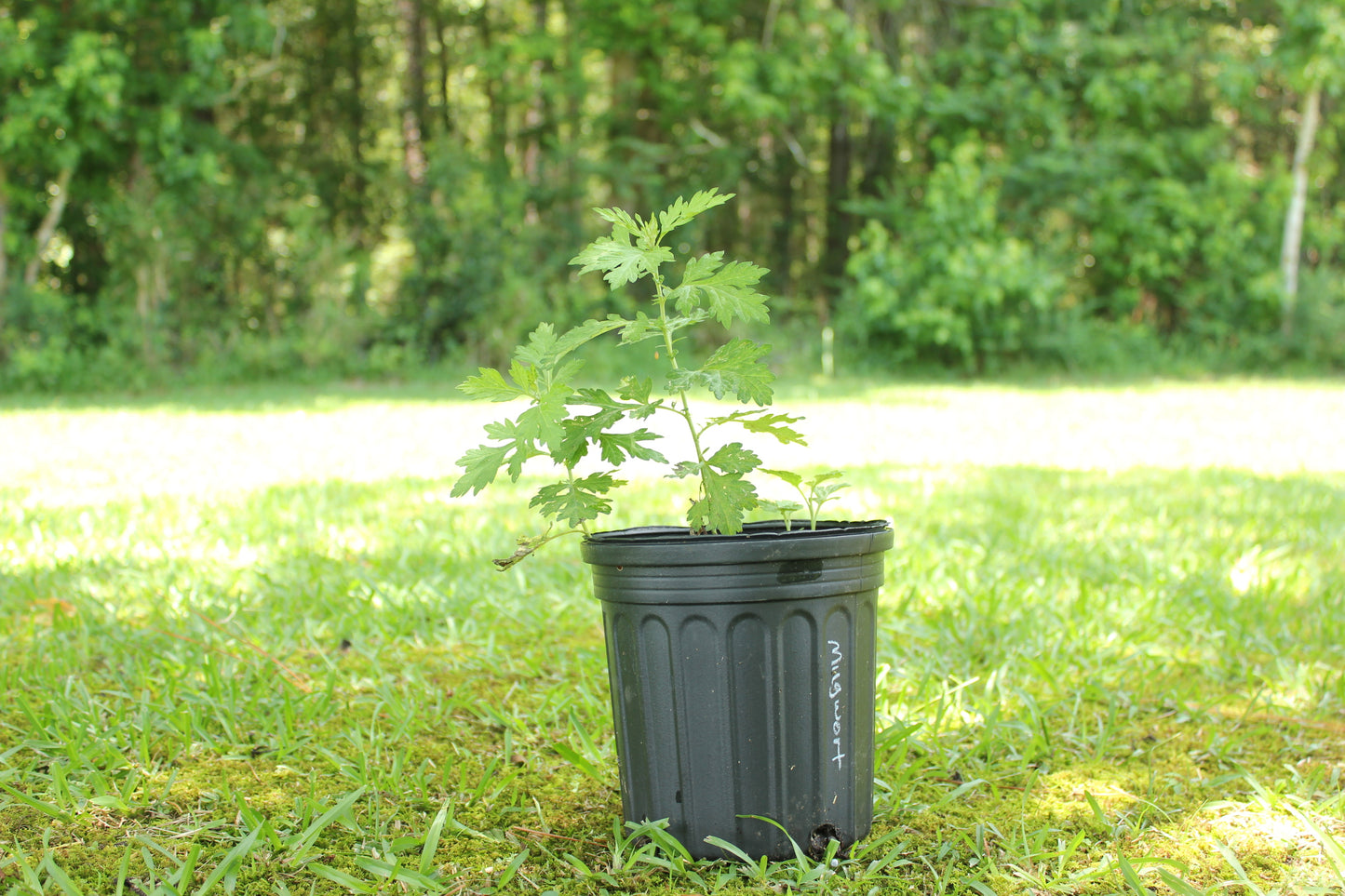 Mugwort (Artemisia vulgaris)